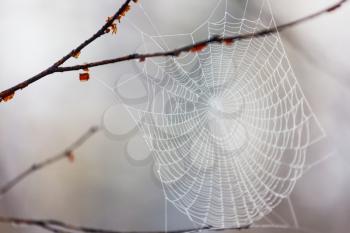 Spider web on autumn background