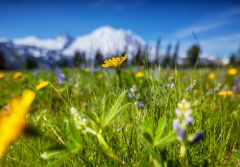 Mountain meadow in sunny day. Natural summer landscape.
