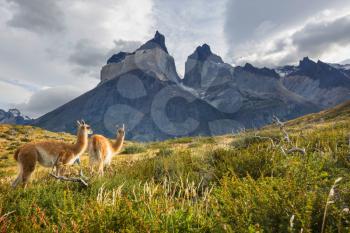 Beautiful mountain landscapes and guanaco in Torres Del Paine National Park, Chile. World famous hiking region.