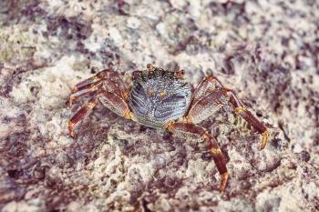 Giant Mountain crab - Rock crab on the sea coast