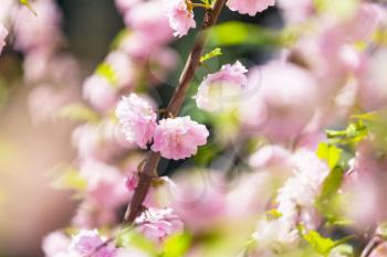 Almond tree pink flowers. Beautiful spring conceptual background.