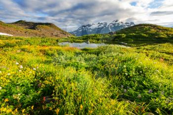 Mountain meadow in sunny day. Natural summer landscape. Mountains in Alaska.