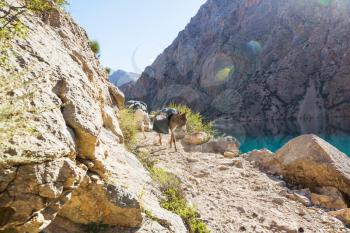 Alone donkey in Fann mountain, Tajikistan