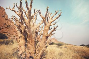 African landscapes -hot yellow bush, trees  and blue sky. Conceptual african background.