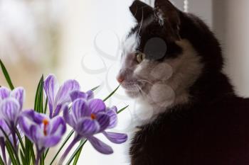 Cat smelling flowers. Cpring concept.