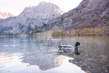 Amazing mallard duck on mountains lake
