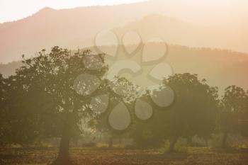 Olive trees on misty mountains background