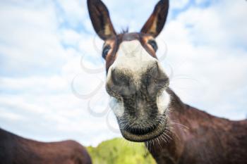 Wild donkey in Northern Cyprus