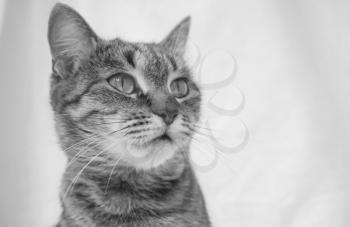 Black and white adult domestic cat portrait 