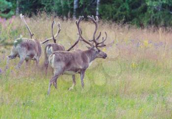 Reindeer in Norway in summer season