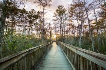 Boardwalks in the swamp in Everglades National Park, Florida, USA.
