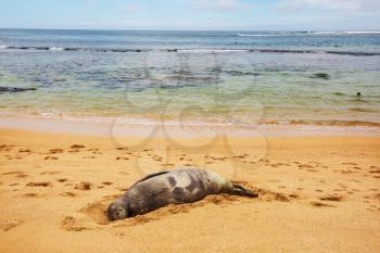 Pretty relaxing  seal in the beach, Hawaii, USA