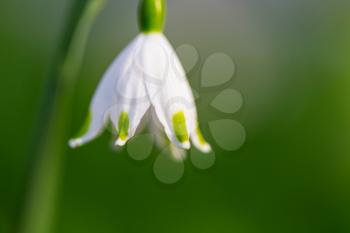 Small Snowdrop in spring season on the green background