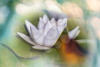 Lotus on the blur background