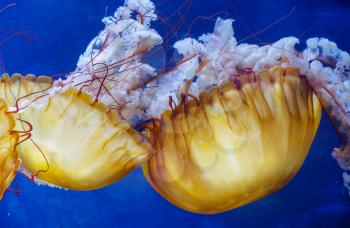 Yellow unusual jellyfish on blue background