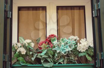 Flowers on window