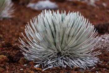 Silversword plant in Haleakala National Park on the island of Maui, Hawaiian Islands, USA.