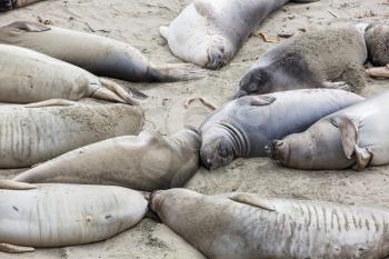 Pretty relaxing  sea elephants in the beach, California, USA