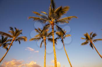 Palm plantation on tropical island