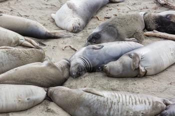 Pretty relaxing  sea elephants in the beach, California, USA