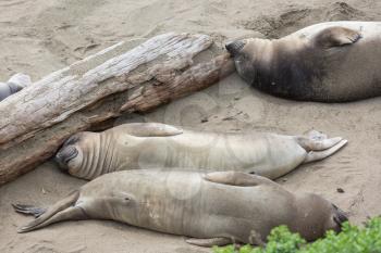 Pretty relaxing elephant seals on the beach, California, USA