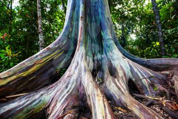 Rainbow Eucalyptus tree in Maui island, Hawaii