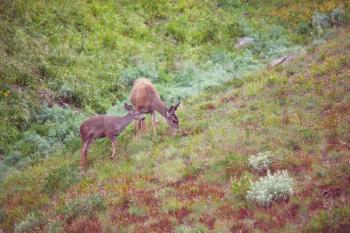 Wild elks grazing on a meadow
