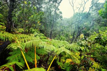 Gigant fern trees in rainforest, Hawaii island