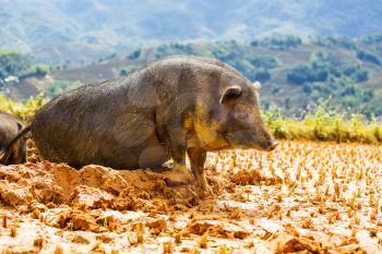 Vietnamese Pig in the mud