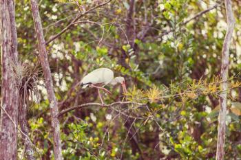 White Ibis  in a Shallow Pond - Florida