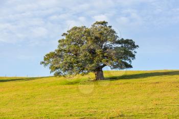 Alone tree in green field