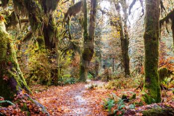 Autumn season in Hoh Rainforest, Olympic National Park, WA, USA. Beautiful unusual natural landscapes