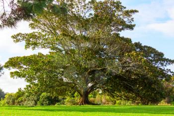 Unusual Big tree in New Zealand. Wanderlust concept
