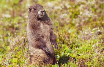 Marmots on meadow in summer mountains, wild nature in North America