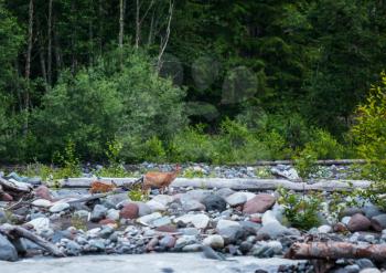 Wild Spotted deers going along river, Washington state, USA
