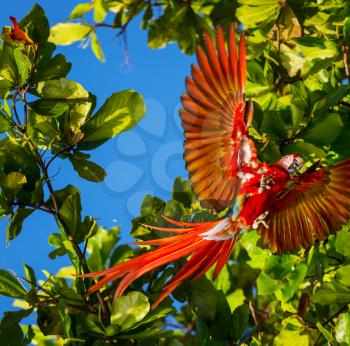 Red  Macaw Ara in the wild, Costa Rica, Central America