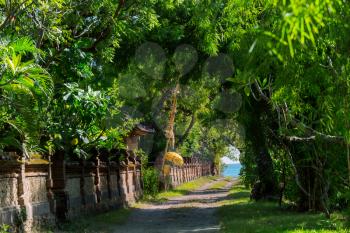 trees alley in tropical island, Bali
