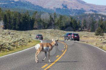Pronghorn Antelope on the road,Yellowstone, Wyoming,  USA