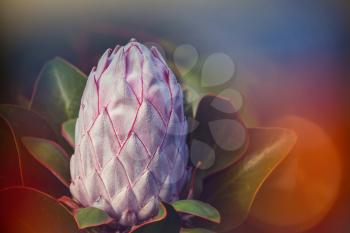 Unusual protea flower close up