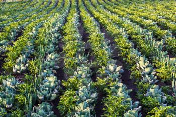 Green cabbages, onion and potato in line grow on field