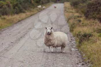 Sheep in green mountain meadow, rural scene in New Zealand