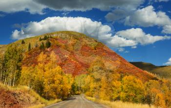 Colorful yellow autumn in Colorado, United States. Fall season.