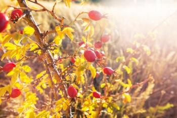 Rosehip berries on the twig in mountains,  natural autumn seasonal background