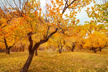beautiful colorful trees in autumn park