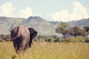 African Elephant, Loxodonta africana, in the savannah, Kenya, Africa