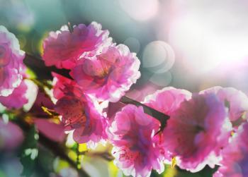 Almond tree pink flowers on blur background