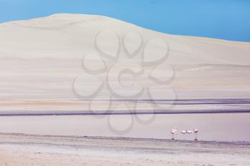 Pink flamingos in the desert of Ica Peru 