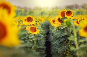 Sunflowers field in summer season