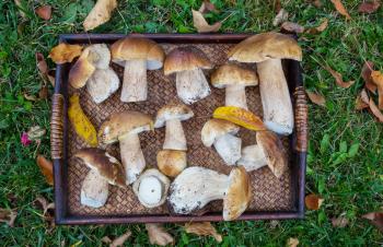 Autumnal mushrooms on wooden tray
