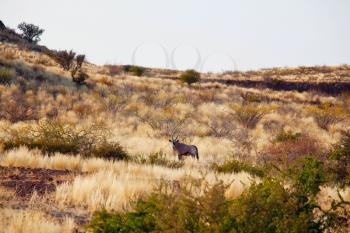 oryx in Namibian desert, Africa